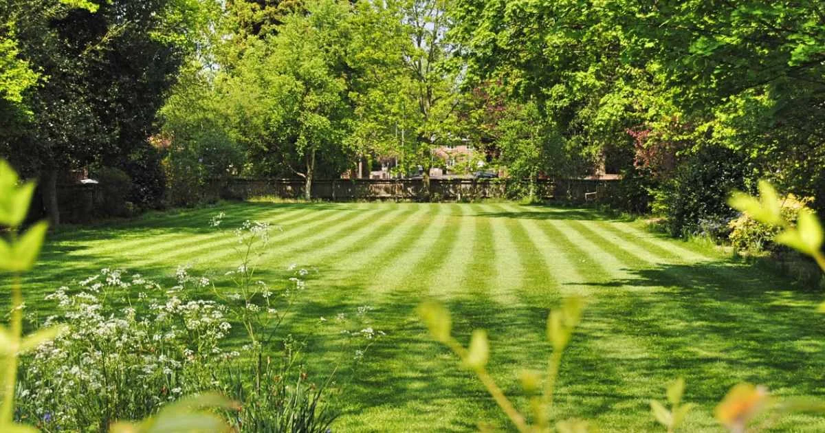 Well-maintained backyard with vibrant green grass and defined mowing stripes, surrounded by lush trees.